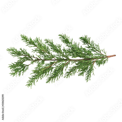 Green branch with many leaves. PNG, Transparent