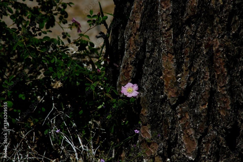 Obraz premium pink flower in woods bark moss