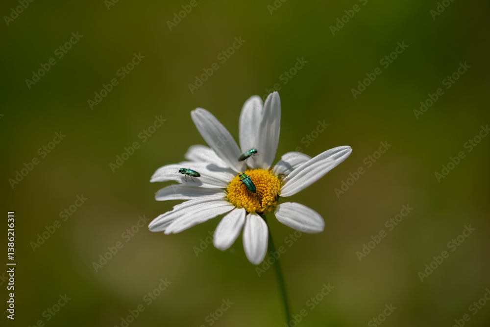 leucanthemum vulgare, commonly known as the ox-eye daisy, oxeye daisy, dog daisy leucanthemum vulgare, commonly known as the ox-eye daisy, oxeye daisy, dog daisy