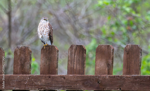 Sharp-shinned hawk perched on a fence.