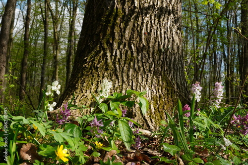 Corydalis cava pink and white flowers at the base of tree trunk in Baneasa forest in Bucharest, Romania in spring