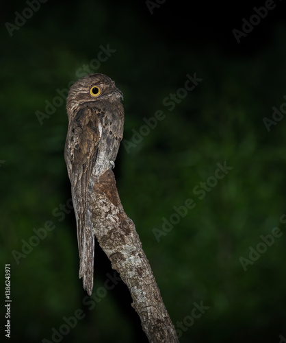 Foto Urutau: ave fantasma nocturna