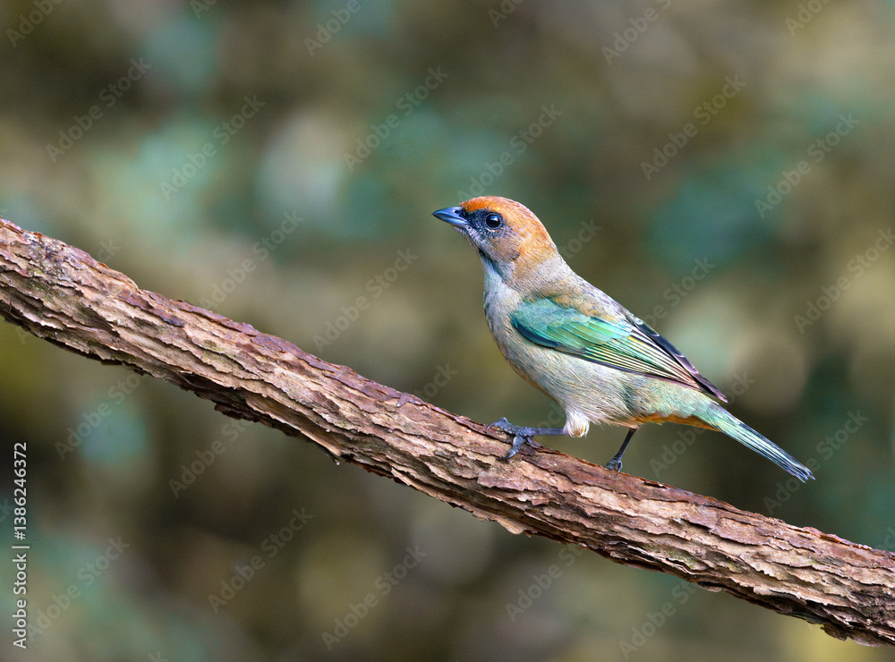 Fototapeta premium Ave saira castaña en la selava