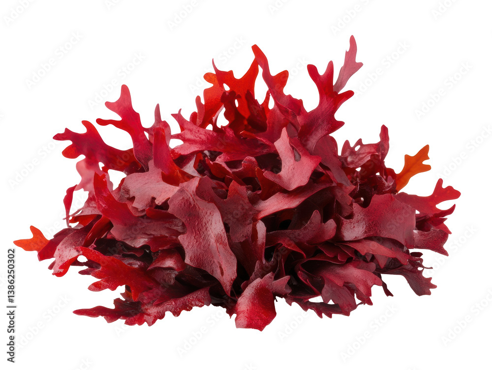 Fototapeta premium Vibrant red seaweed for culinary use and decorative purposes, cut out