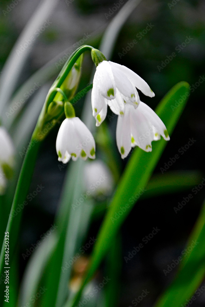 kwitnąca wiosną śnieżyca letnia, Leucojum aestivum, summer snowflake, giant snowflake, Loddon lily, rarely snowbell, dewdrop, spring blooming summer snowflake