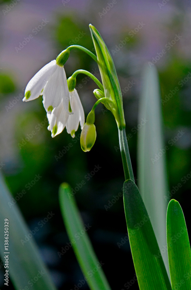 kwitnąca wiosną śnieżyca letnia, Leucojum aestivum, summer snowflake, giant snowflake, Loddon lily, rarely snowbell, dewdrop, spring blooming summer snowflake