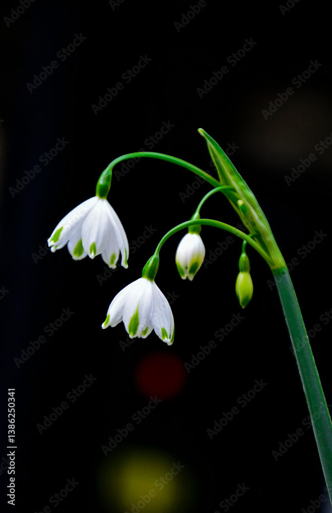 kwitnąca wiosną śnieżyca letnia na czarnym tle, Leucojum aestivum, summer snowflake, giant snowflake, Loddon lily, rarely snowbell, dewdrop, spring blooming summer snowflake on a black background