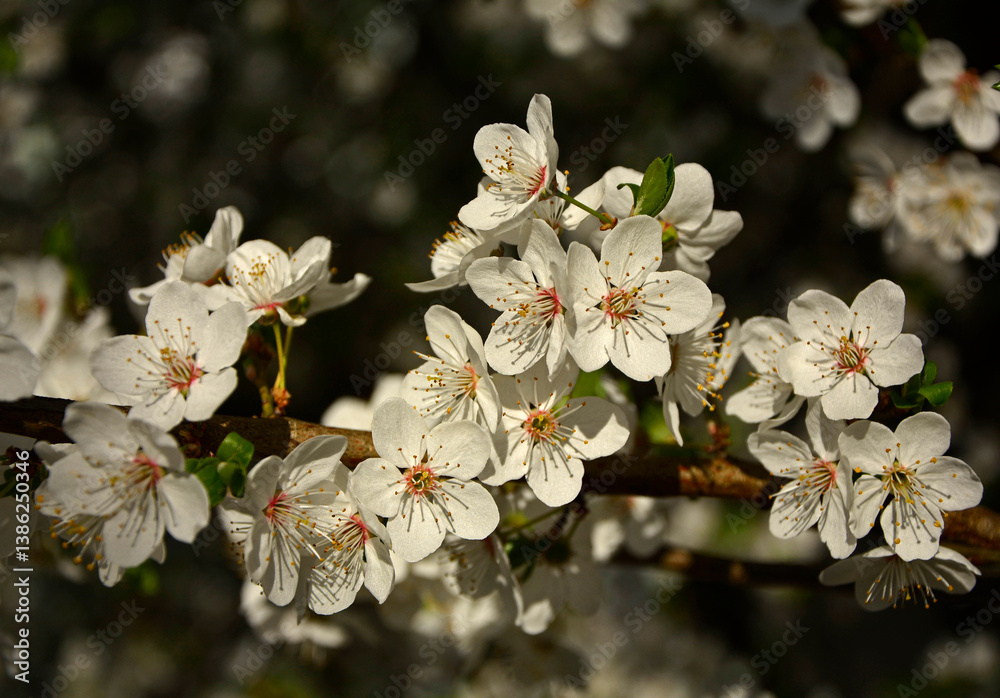 kwitnąca śliwa domowa mirabelka (Prunus domestica subsp. syriaca), Beautiful white flowers of a Mirabelle tree, Flowering fruit tree in spring. White small flowers of Mirabelle plum, cherry plum