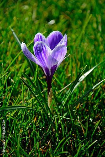 Obraz na płótnie kwitnący wiosną krokus w trawniku, fioletowy krokus, Szafran wiosenny, krokus wiosenny, Crocus vernus, flowering crocus on the lawn, purple crocus w salonie