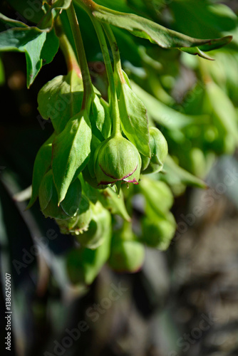Obraz na płótnie Ciemiernik cuchnący (Helleborus foetidus) , zielone kwiaty, stinking hellebore blossom, green flowers Helleborus foetidus, dungwort, setterwort, bear's foot w salonie