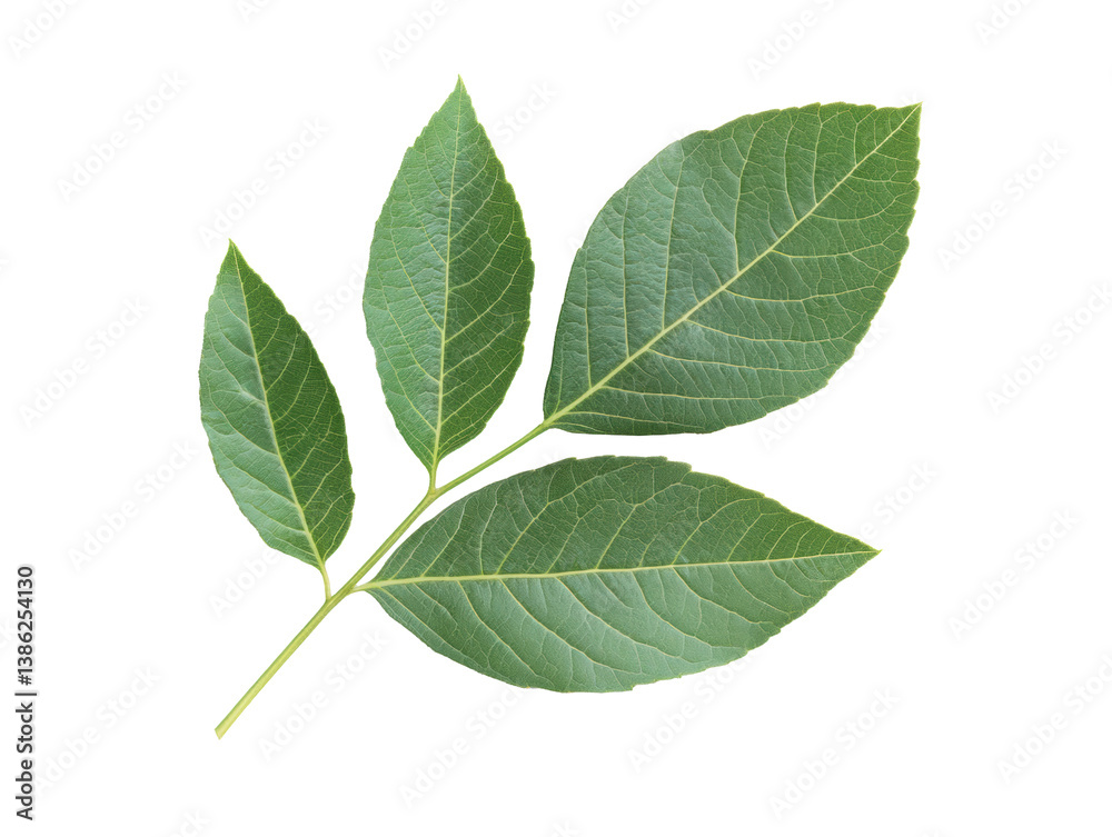 Obraz premium Green leaves on a branch for natural decoration and design, cut out