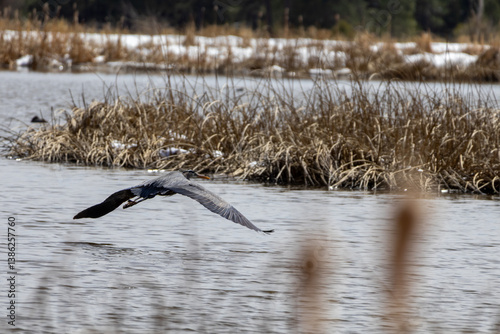 great blue heron flying
