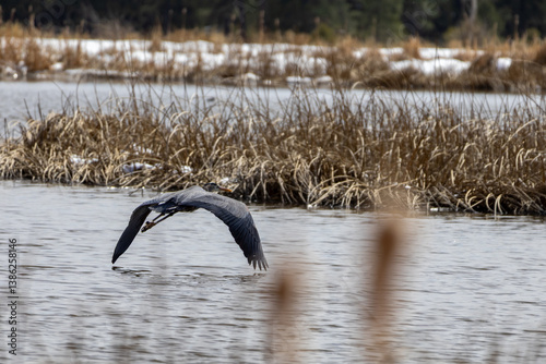 great blue heron in flight
