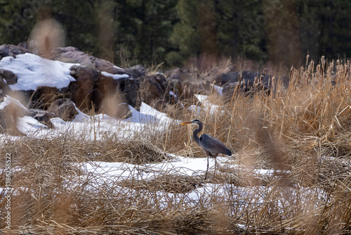 blue heron with snow