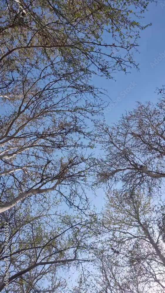 Looking at trees and blue sky Looking at trees and blue sky