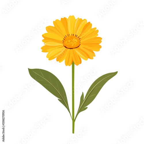 Flat vector calendula, minimalist design, isolated on a white background.

