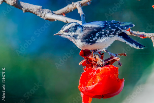 Downy Woodpecker (Picoides pubescens) perched on a ripe persimmon fruit photo