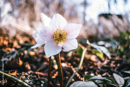 Helleborus niger – The Elegant Winter-Blooming Christmas Rose