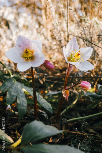 Helleborus niger – The Elegant Winter-Blooming Christmas Rose