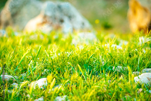 green grass on the meadow