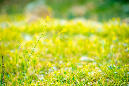 green grass with sun