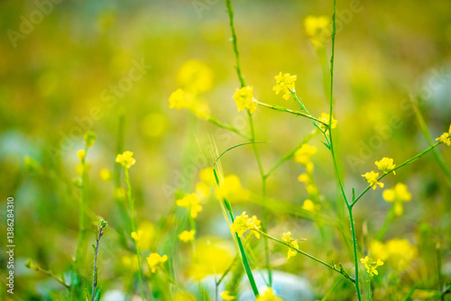 field of yellow flowers