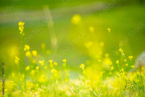 green grass and flowers