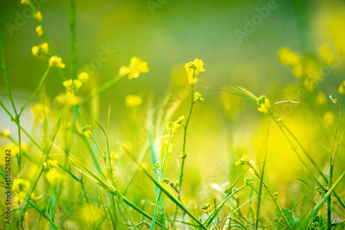 green grass with yellow flowers