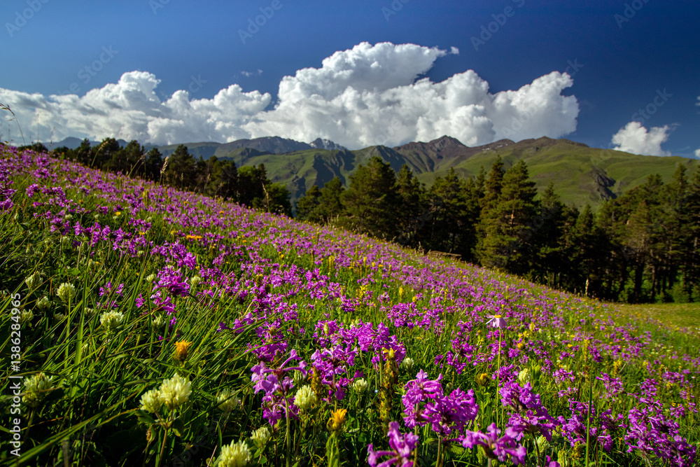 Tusheti National Park in eastern Georgia. Mountains in Georgia. Caucasus in summer. Grassy green mountains. Tusheti National Park in eastern Georgia. Mountains in Georgia. Caucasus in summer. Grassy green mountains.