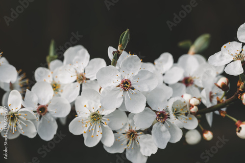 Springtime Bloom – White Blossoms on Tree Branch