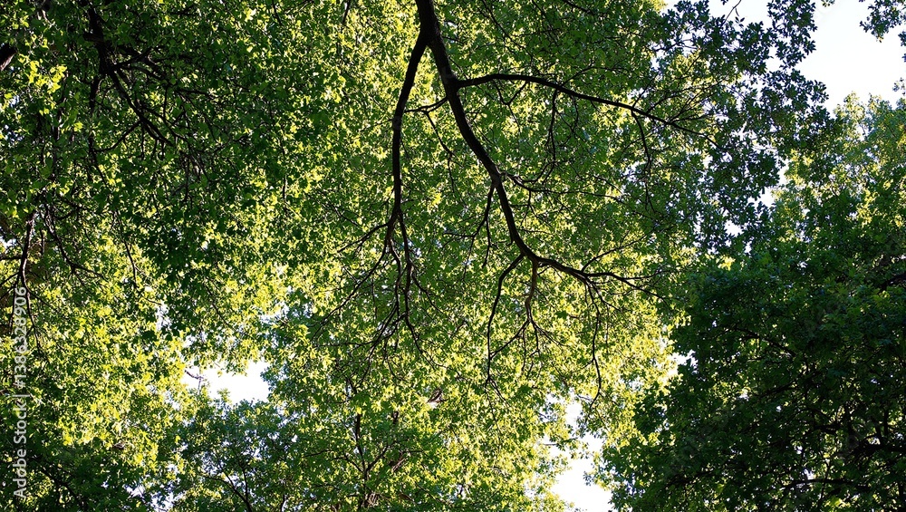 Fototapeta premium Discover the enchanting beauty of a sun kissed forest canopy where intertwining branches create mesmerizing patterns of light and shadow