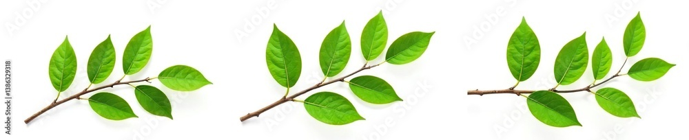 Naklejka premium Three isolated tree branches on white background, isolated, twig, foliage