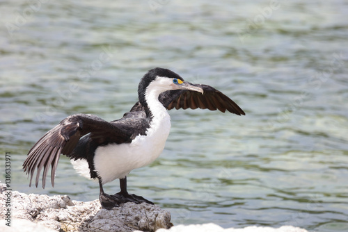 Elsterscharbe / Australian pied cormorant / Phalacrocorax varius photo