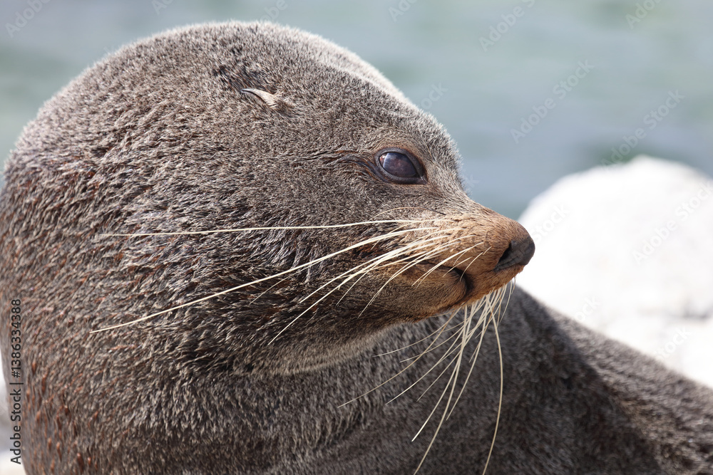 Fototapeta premium Neuseeländischer Seebär / New Zealand fur seal / Arctocephalus forsteri