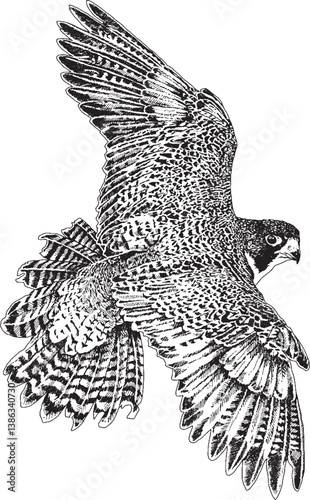 Wallpaper Mural Falcon Torontodigital.ca