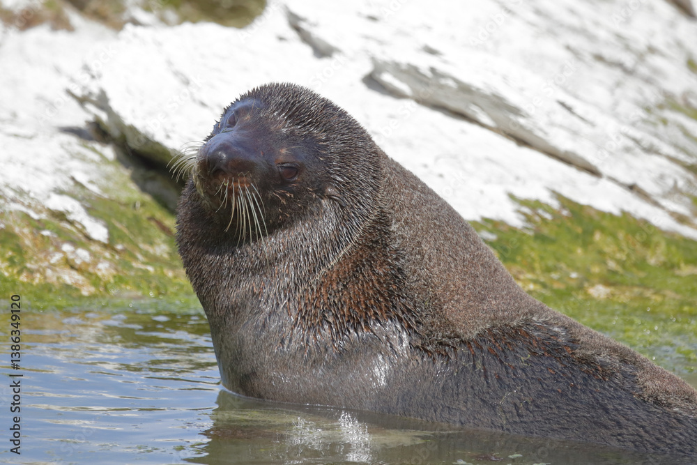 Obraz premium Neuseeländischer Seebär / New Zealand fur seal / Arctocephalus forsteri