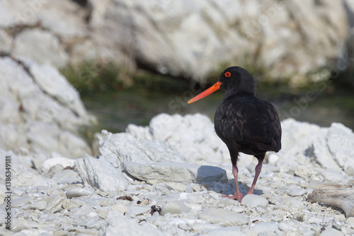 Neuseeländischer Austernfischer / Variable oystercatcher / Haematopus unicolor