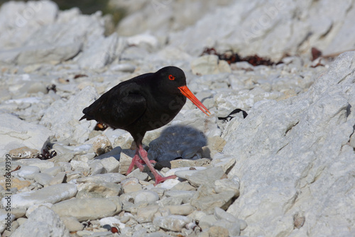 Neuseeländischer Austernfischer / Variable oystercatcher / Haematopus unicolor
