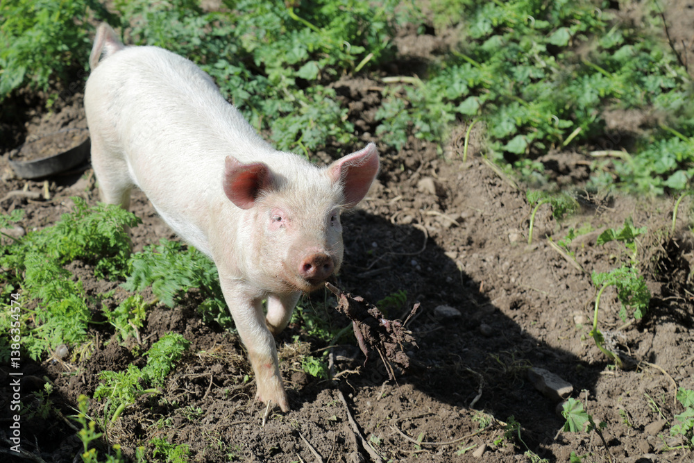 Hausschwein / Domestic pig / Sus scrofa domesticus Hausschwein / Domestic pig / Sus scrofa domesticus