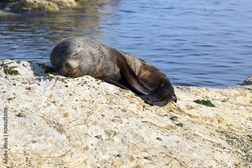 Fototapeta premium Neuseeländischer Seebär / New Zealand fur seal / Arctocephalus forsteri