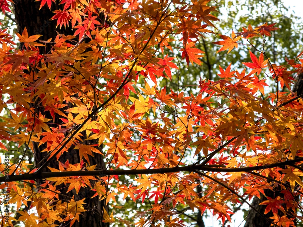 Vibrant Autumn Foliage in Warm Hues of Red and Gold Vibrant Autumn Foliage in Warm Hues of Red and Gold