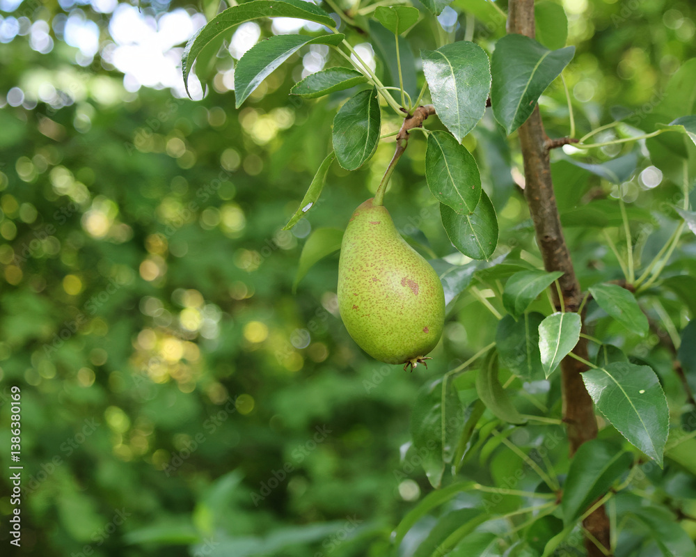 pear on tree pear on tree