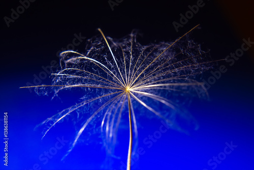 the seed of a dandelion wit...