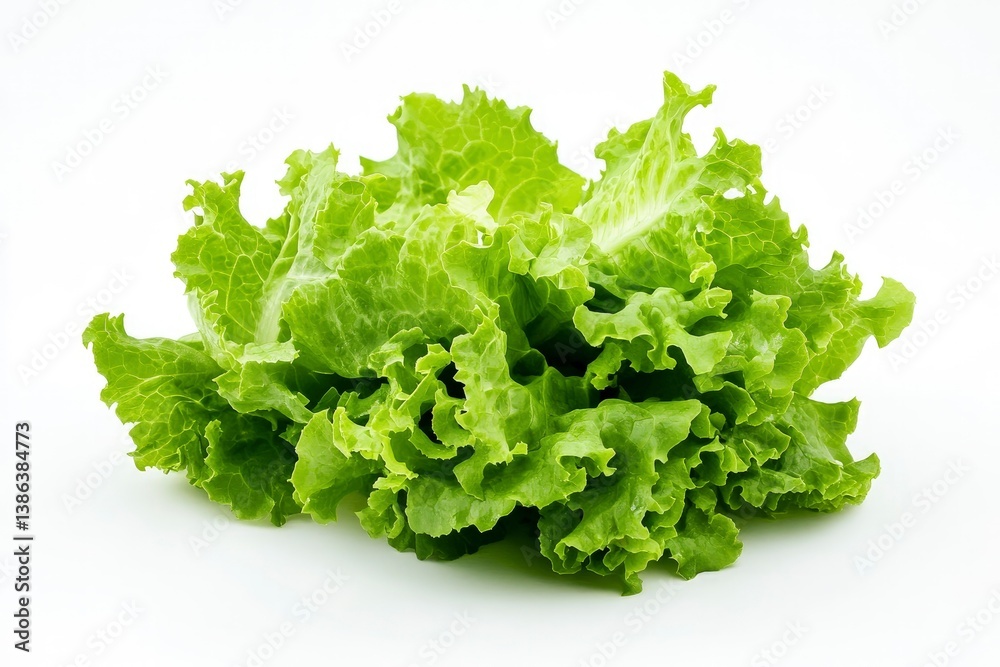 Fresh Green Leaf Lettuce Head on White Background for Salad Fresh Green Leaf Lettuce Head on White Background for Salad