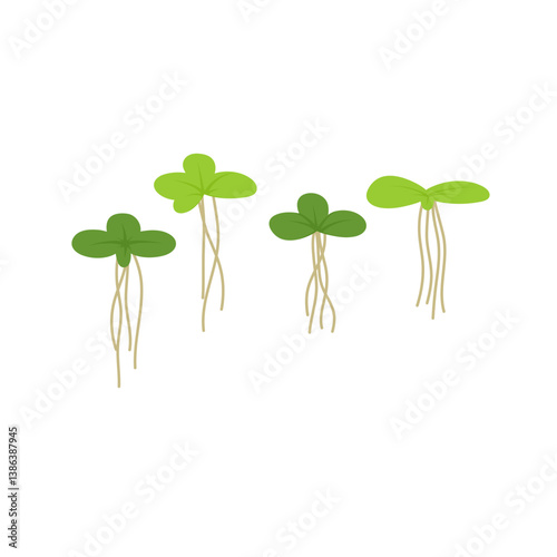 Duckweed lemna minor illustration 