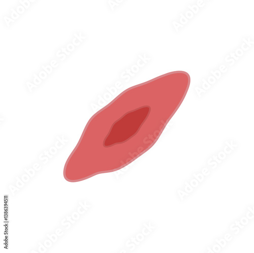 endothelial cell of blood vessel. Vector illustration.