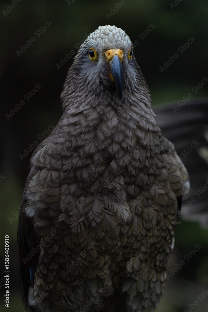 Fototapeta premium New Zealand Kea bird up close with high detail
