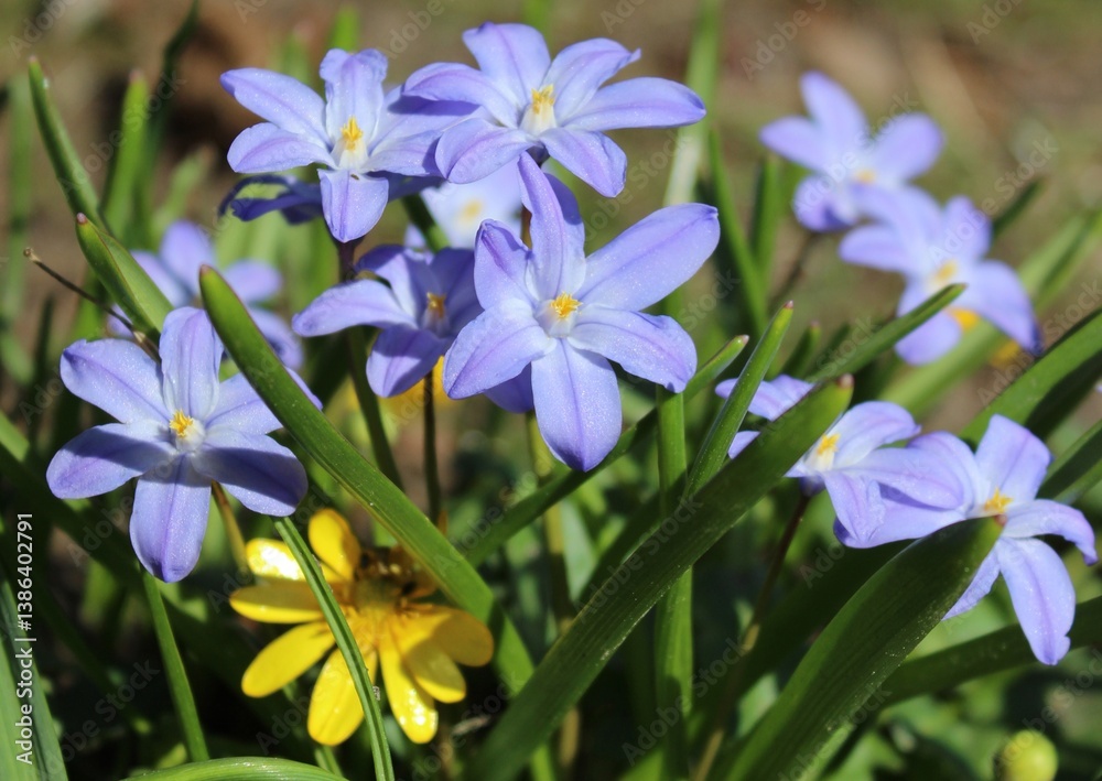 Fototapeta premium Chionodoxa. Violet flowers on a brown background. Beautiful natural background. Spring flowers close-up. delicate bud in the green grass. The petals. A vibrant landscape. The awakening of nature. Prim