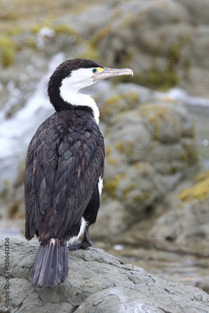 Obraz premium Elsterscharbe / Australian pied cormorant / Phalacrocorax varius