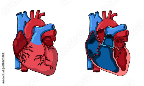 human heart anatomy illustration, internal structure of the heart, blood circulation, inside view of the heart. suitable for biology lessons, medical or science materials.
